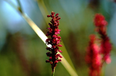 Persicaria_rot__1_04-08-2007.jpg