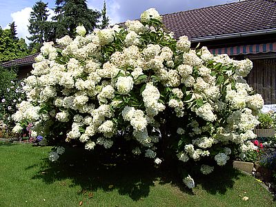 Hydrangea_paniculata_fars_2007.jpg