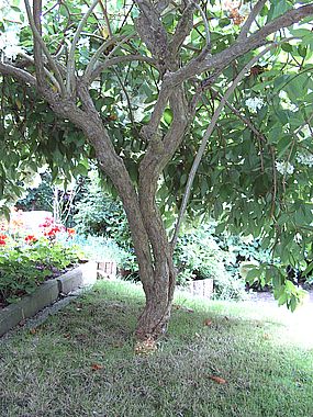 Hydrangea_paniculata_2_fars_2007.jpg