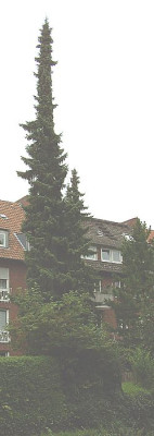 Fichte_fars_2007.jpg