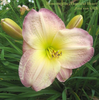 Thankful_Heart_7340_r11.jpg