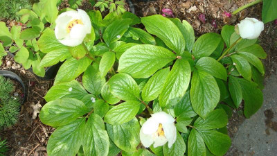 Paeonia wittmanniana.JPG