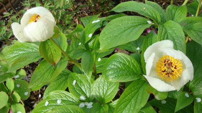 Paeonia wittmanniana .JPG