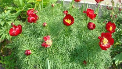 Paeonia tenuifolia .JPG