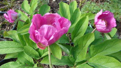 Paeonia caucasica .JPG