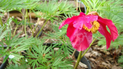 Paeonia  intermedia SC02540.JPG