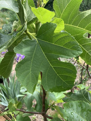 Blatt_Pastlière_050520.jpg