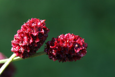 nasser-Wiesenknopf.jpg