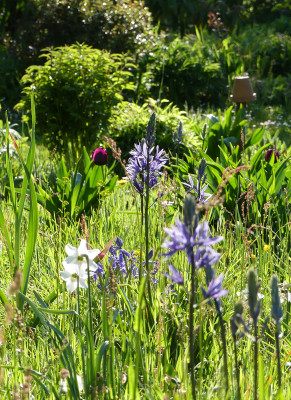 2020-05-06 Gartenimpressionen 2.jpg