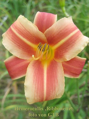 Ribbonette_7363_r11.jpg
