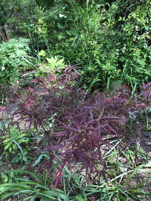 IMG_2582.jpeg