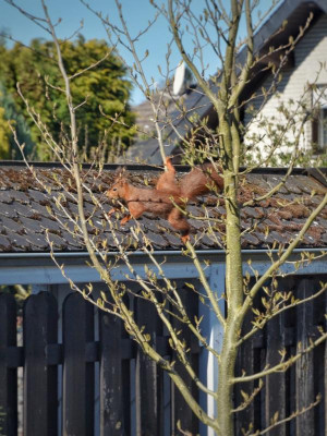 Eichhörnchen.20-1.jpg