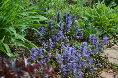 Ajuga_reptans-ChocolateChip.18-1.jpg