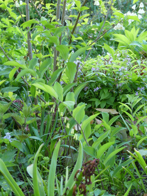 2020-05-07 Polygonatum 'Lila Lenz'.jpg
