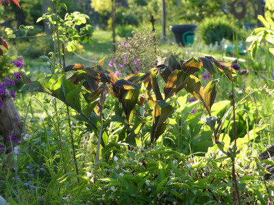 2020-05-07 Polygonatum 'Betberg'.jpg