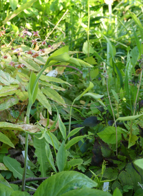 2020-05-07 Polygonatum 'Golden Bruno'.jpg