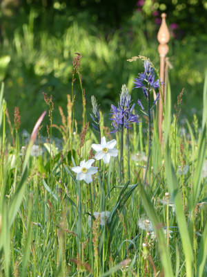 2020-05-07 Gartenimpressionen 1.jpg