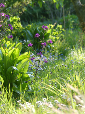 2020-05-07 Gartenimpressionen 2.jpg