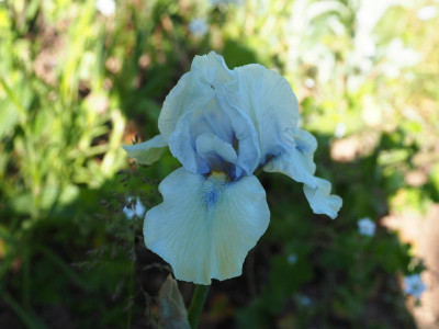 Milkmoon P5070096.JPG