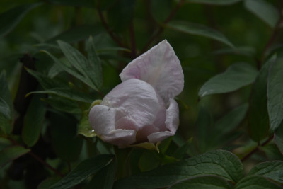 DSC_1089.JPG