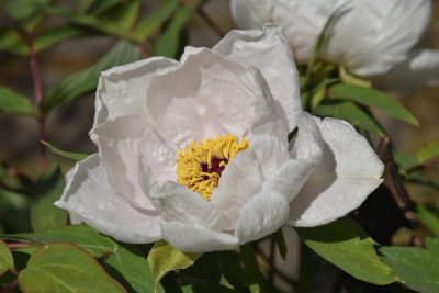 DSC_1130.JPG