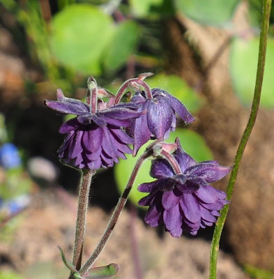 kleine Akelei bei kleiner Iris.jpg