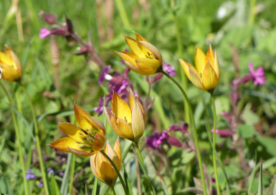 2020-05-07 Tulipa orphanidaea 'Flava' 1.jpg