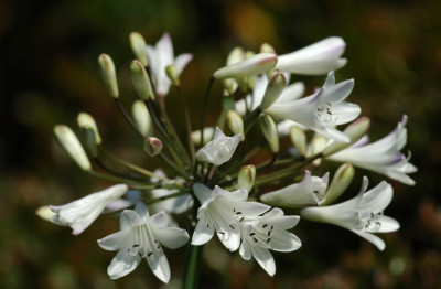Agapanthus_weiss_1_04-08-2007.jpg