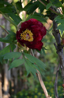 DSC_4518.JPG