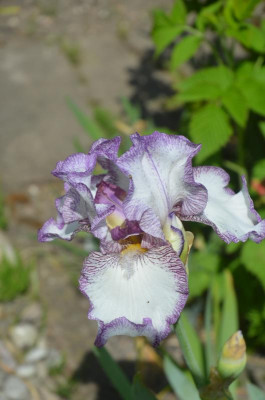 D5672.JPG