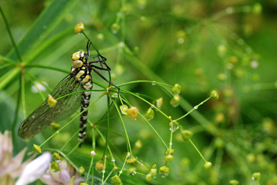 Libelle-Aug0907-k.jpg