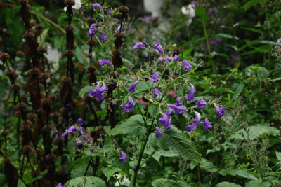 Strobilanthes-Aug0907-k.jpg