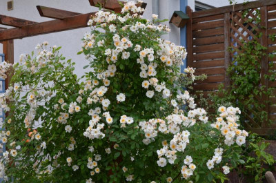 Rose-Trier.15-2.jpg