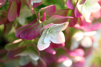 Hydrangea-quercifolia-Snowf.jpg