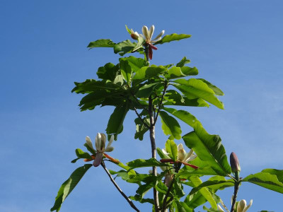 Magnolia officinalis biloba Mai 2020.JPG