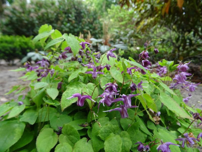 Epimedium grandiflorum Shiho Mai 2020.JPG