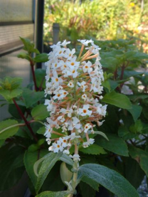 unkekannte_Blume_11_002.jpg
