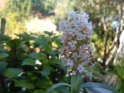 unkekannte_Blume_11_003.jpg