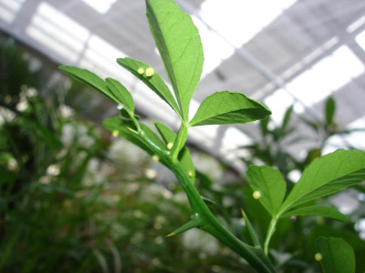 Schmetterlinge_017.JPG