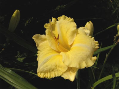 Taglilie.Ruffled.Lemon.Lace.jpg