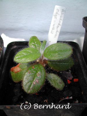 rhododendron_edgeworthii_6.jpg