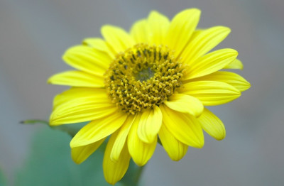 Helianthus_1_04-08-2007.jpg