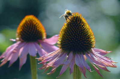Echinacea_2_04-08-2007.jpg