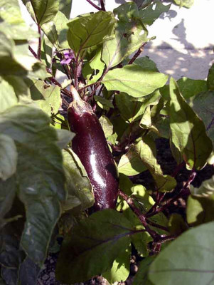 Aubergine_08_dt.jpg
