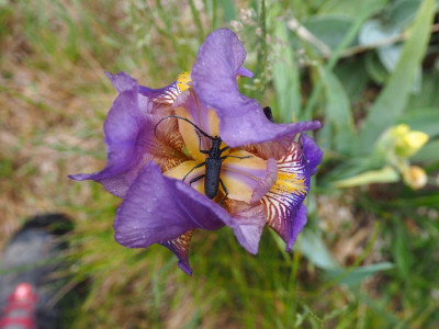 Lent A Williamson + Moschusbock, Aromia moschata P5090005.JPG