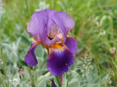 Lent A Williamson 1918 + Moschusbock, Aromia moschata P5090007.JPG