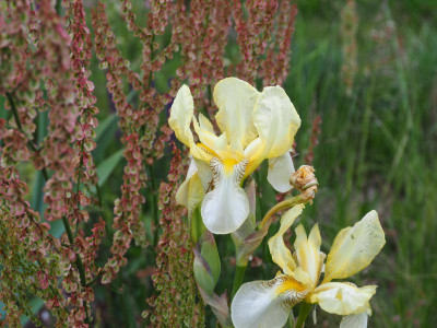 Iris flavescens P5090019.JPG