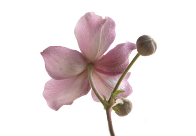 Anemonenspielerei.jpg