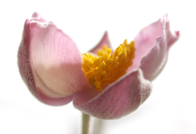 Anemonenspielerei-1.jpg