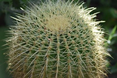 macro april 013.JPG